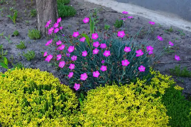 Гвоздика травянка (Dianthus deltoides)