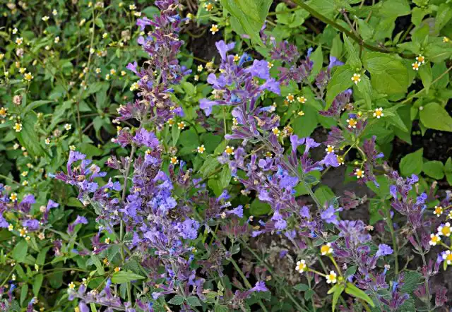 Котовник жилковатый (Nepeta nervosa)
