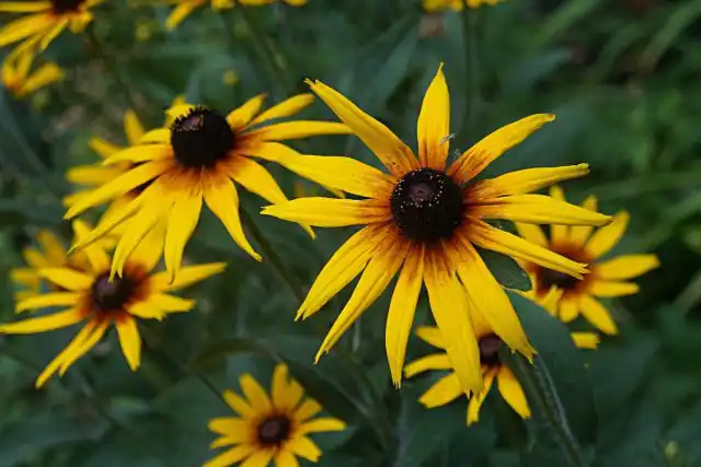 Рудбекия (Rudbeckia)