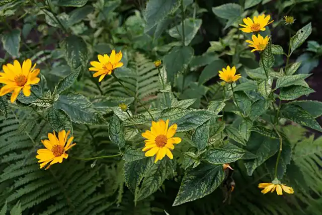 Гелиопсис (Heliopsis)