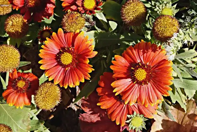 Гайлардия (Gaillardia x grandiflora)