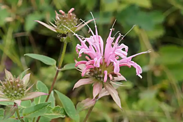 Монарда (Monarda)