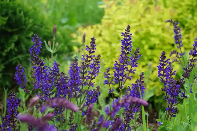Шалфей дубравный (Salvia nemorosa)
