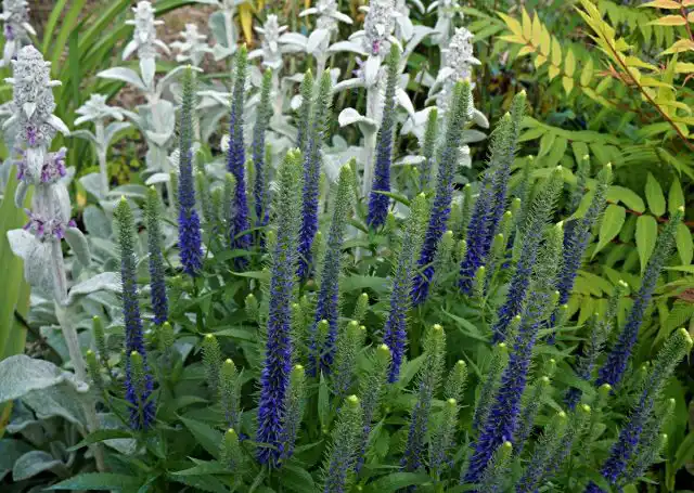 Вероника колосковая (Veronica spicata)