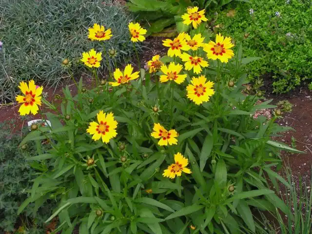 Кореопсис крупноцветковый (Coreopsis grandiflora)