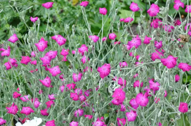 Лихнис корончатый, или горицвет кожистый (Lychnis coronaria)