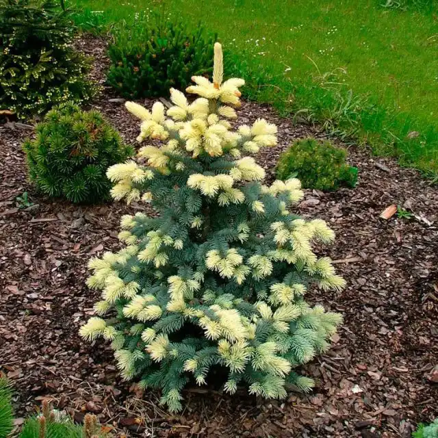 Ель колючая «Биалобок» (Picea Pungens 'Bialobok')