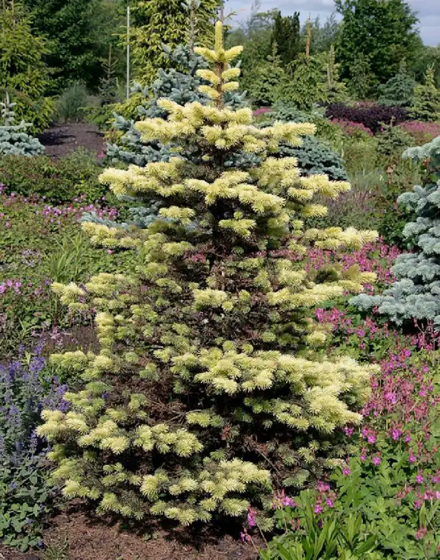 Ель колючая «Майгольд» (Picea pungens 'Maigold')