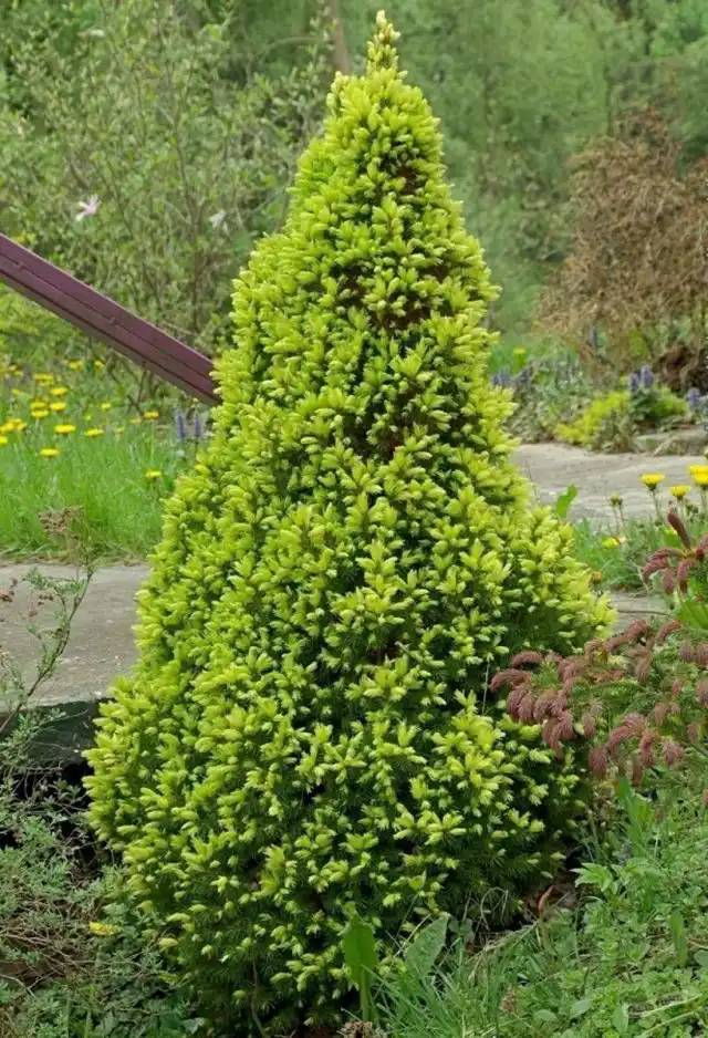 Ель канадская «Рейнбоус Энд» (Picea glauca 'Rainbow's End')