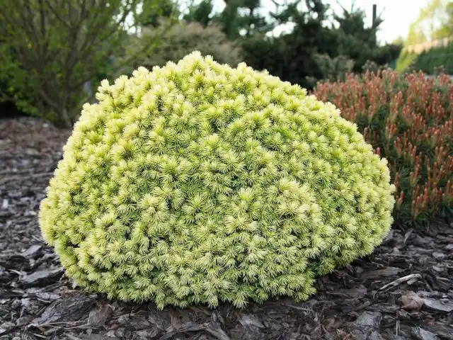 Ель канадская «Дендрофарма Голд» (Picea glauca 'Dendrofarma Gold')