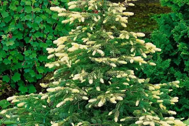 Ель обыкновенная «Альбоспиката» (Picea pungens 'Albospica')