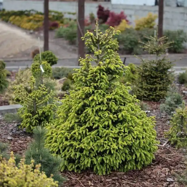 Ель обыкновенная «Акрокона Голден» (Picea abies 'Acrocona Golden')