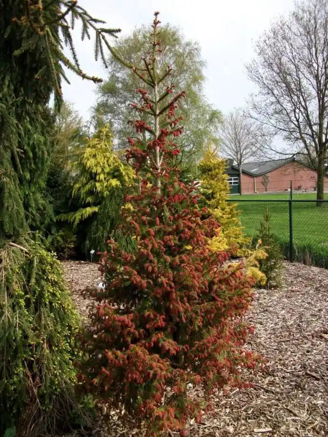 Ель обыкновенная «Круэнта» (Picea abies 'Cruenta')