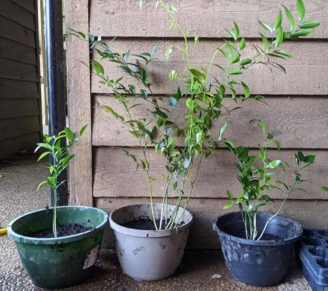 Самый простой способ получить новое растение данаи кистевидной — деление куста