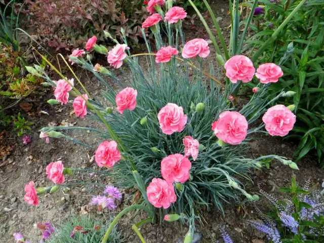 Гвоздика Шабо (Dianthus caryophyllus var. schabaud)