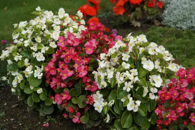 Бегония вечноцветущая (Begonia semperflorens)
