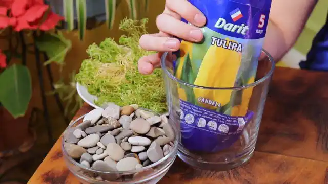 Выгонка в стеклянной вазе