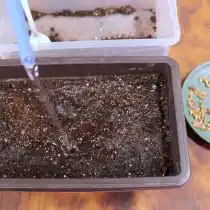 Подготовьте емкость для посадки туи и пролейте грунт водой