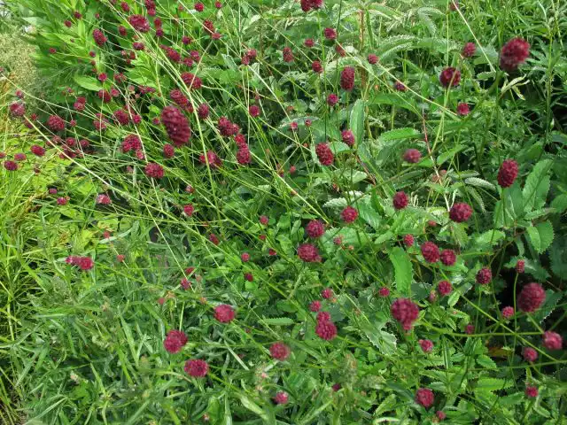 Кровохлебка лекарственная «Танна» (Sanguisorba officinalis 'Tanna')
