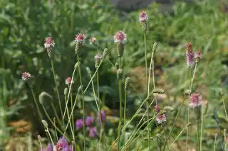 Кровохлебка лекарственная «Пинк Танна» в начале цветения