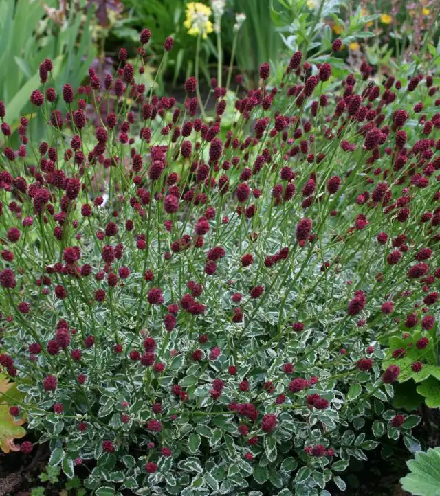Кровохлебка малая «Литтл Ангел» (Sanguisorba officinalis var. microcephala ‘Little Angel’)