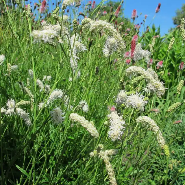 Кровохлебка тонколистная «Альба» (Sanguisorba tenuifolia ‘Alba‘)