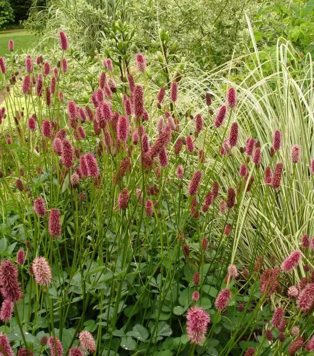 Кровохлебка Мензиса (Sanguisorba menziesii)