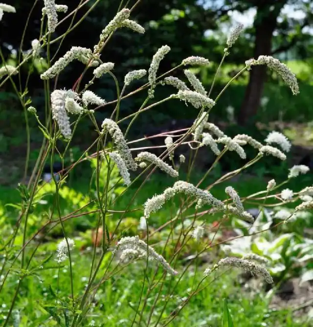 Кровохлебка Обтуза «Альба» (Sanguisorba obtusa ‘Alba‘)