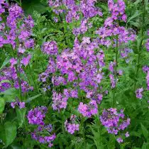 Гесперис сибирский (Hesperis sibirica)