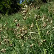 Гесперис печальный, или мрачный (Hesperis tristis)