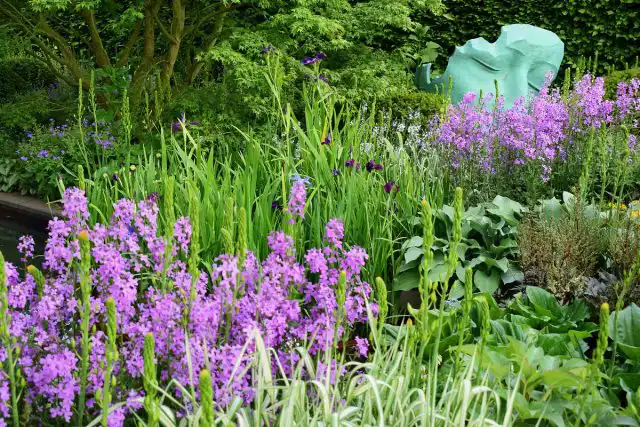 Гесперис в ландшафтном дизайне