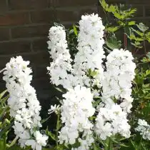 Вечерница матроны, или ночная фиалка (Hesperis matronalis), форма 'Alba Plena'