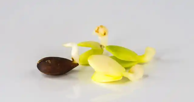 Проросшие семена