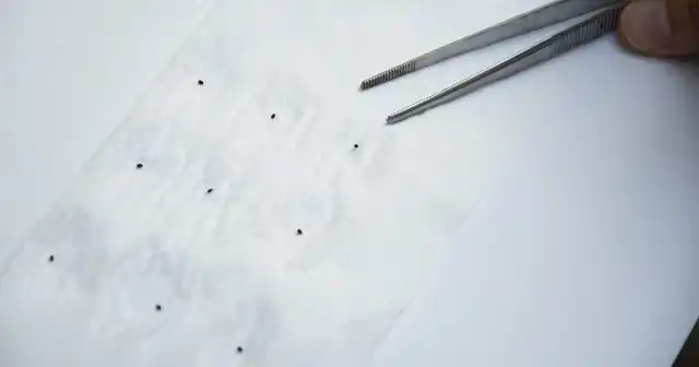 Семена можно поместить в снег