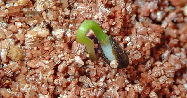 Стратификация поможет прорасти семенам некоторых культур