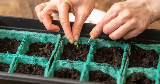 Посев в отдельные емкости