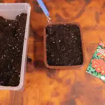 Подготовьте контейнер для высадки примулы