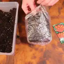 Опрыскайте посадки из пульверизатора и накройте полиэтиленовым пакетом