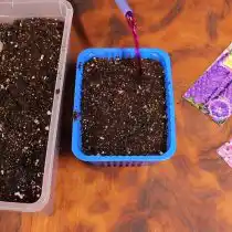 Подготовьте место для посадки дельфиниума