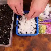 Увлажните посадки. Накройте светонепроницаемым пакетом или крышкой