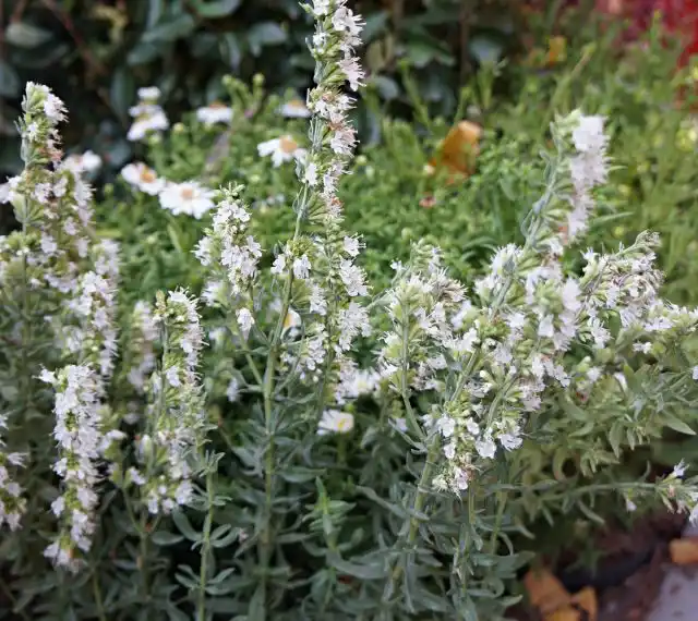 Иссоп лекарственный (Hyssopus officinalis)