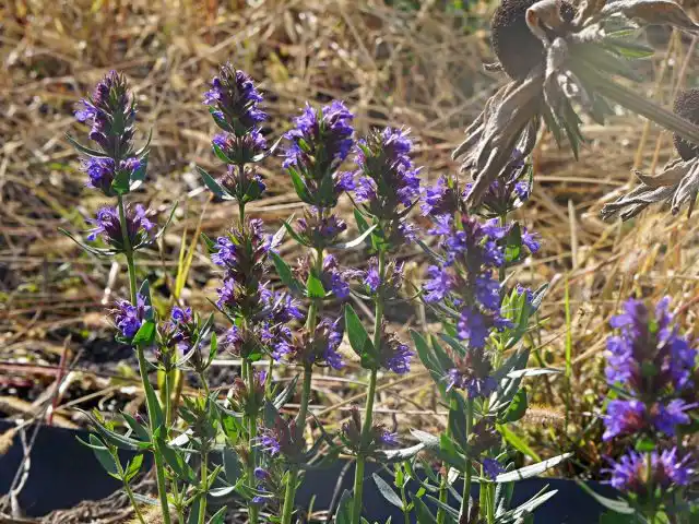 Иссоп цветет до глубокой осени