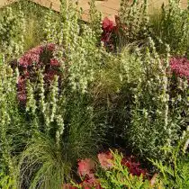 Иссоп в миксбордере