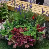 Иссоп в смешанной композиции