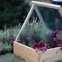 Иссоп в декоративном огороде