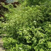 Дерен отпрысковый «Флавирамеа» (Cornus sericea 'Flaviramea')