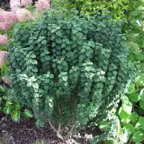 Дерен красный «Компресса» (Cornus sanguinea 'Compressa')
