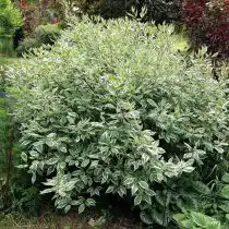 Дерен белый «Крим Крекер» (Cornus alba 'Cream Cracker')