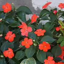 Бальзамин Уоллера «Бекон Оранж» (Impatiens walleriana 'Beacon Orange')