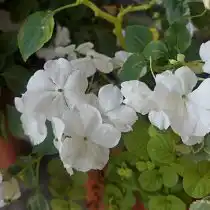 Бальзамин Уоллера «Бекон Уайт» (Impatiens walleriana 'Beacon White')